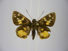 Pardaleodes tibullus