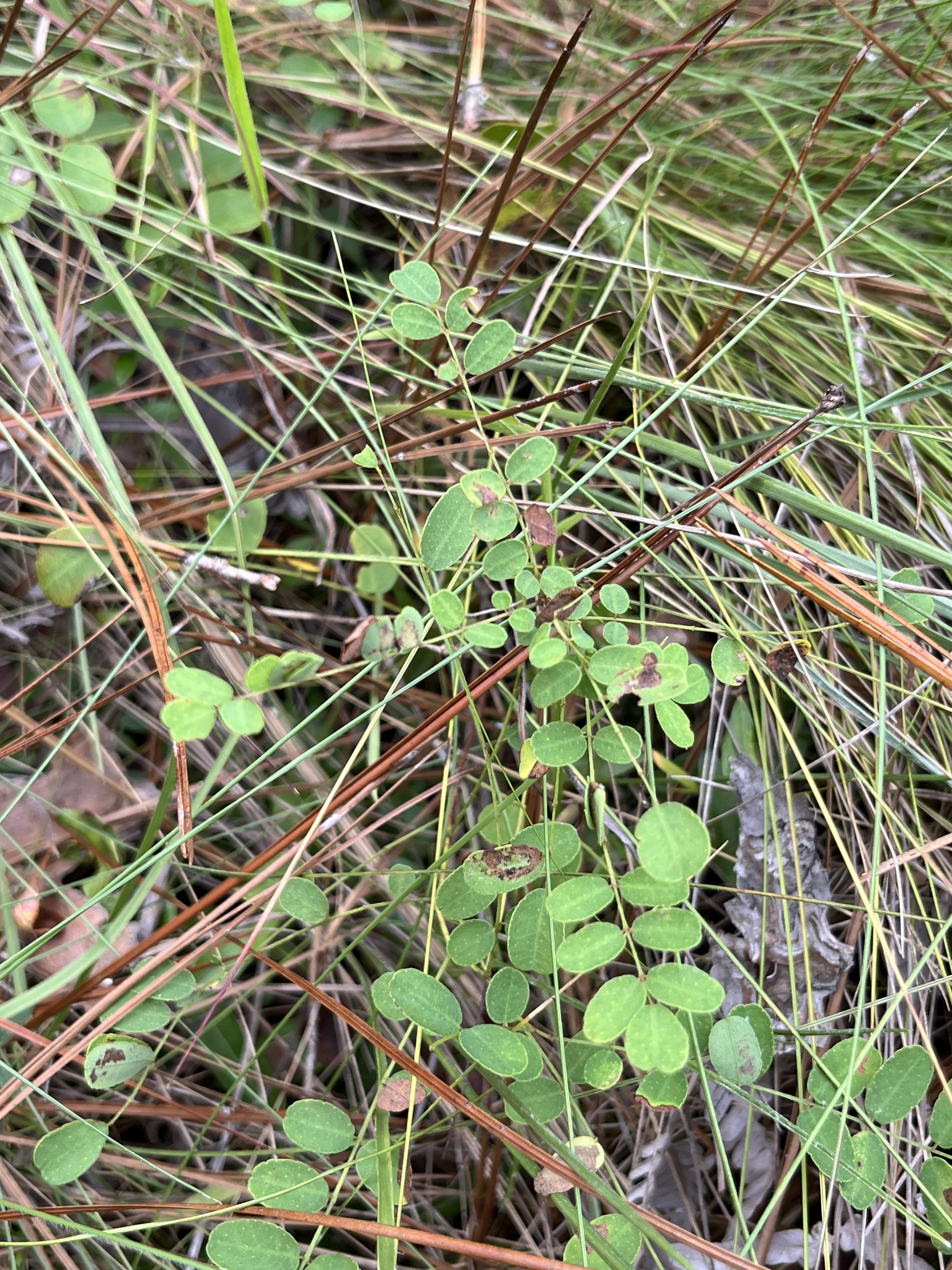Carolina Lead-Plant (Amorpha confusa)