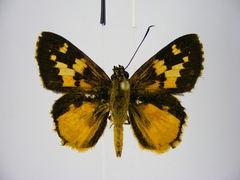 Pardaleodes tibullus tibullus