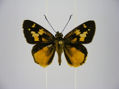 Pardaleodes tibullus tibullus