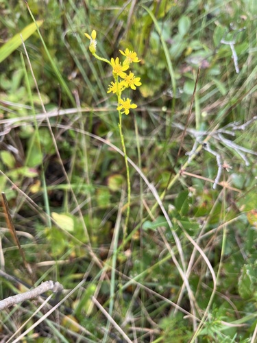 Image of Solidago pulchra by (c) harrier, some rights reserved (CC BY)
