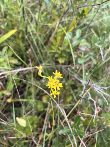 Image of Solidago pulchra by (c) harrier, some rights reserved (CC BY)