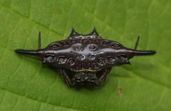 Gasteracantha diardi