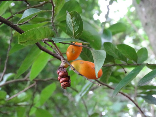 Sapranthus microcarpus, photograph 1