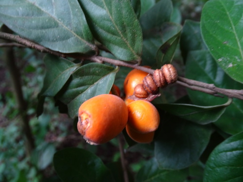 Sapranthus microcarpus, photograph 2