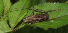 Acalolepta rusticatrix