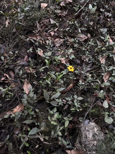 Coreopsis palustris, photograph 2