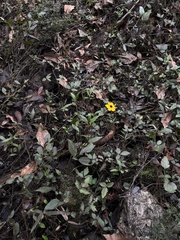 Coreopsis palustris, photograph (c) harrier, some rights reserved (CC BY)