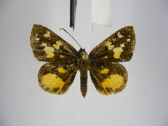 Pardaleodes tibullus tibullus