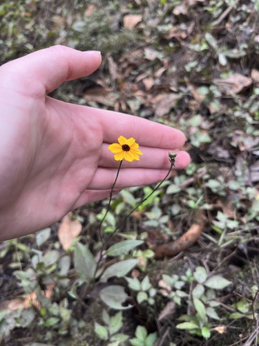 Coreopsis palustris, photograph 3