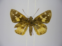 Pardaleodes tibullus