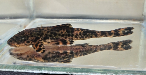 Parana-zuigmeerval (Neoplecostomus paranensis) — Loricariidae — 2