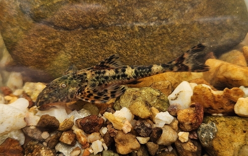 Parana pleco (Neoplecostomus paranensis) — Loricariidae