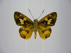 Pardaleodes tibullus tibullus