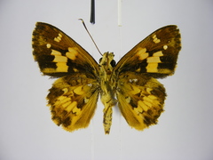 Pardaleodes tibullus tibullus