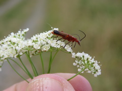Rhagonycha fulva