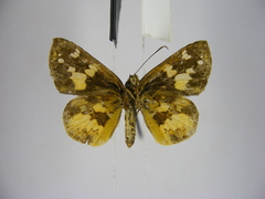 Pardaleodes tibullus tibullus