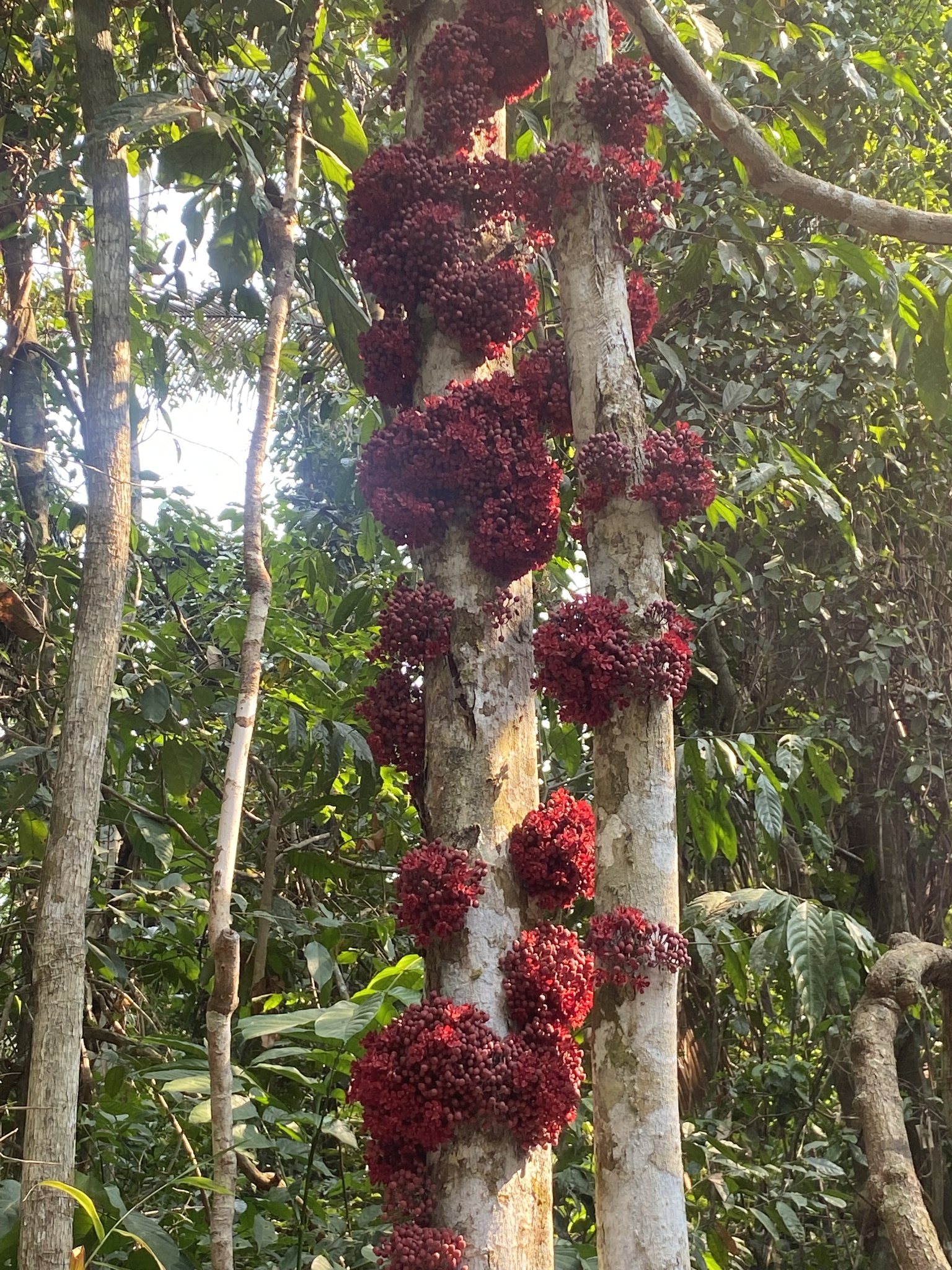 Imagem de Cacauí