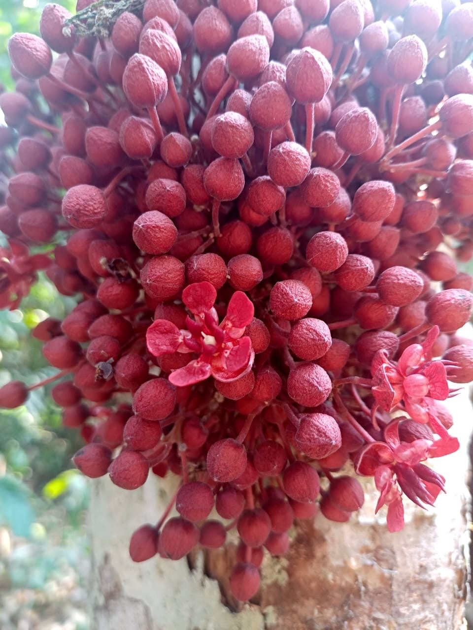 Imagem de Cacauí