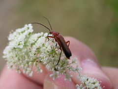 Rhagonycha fulva