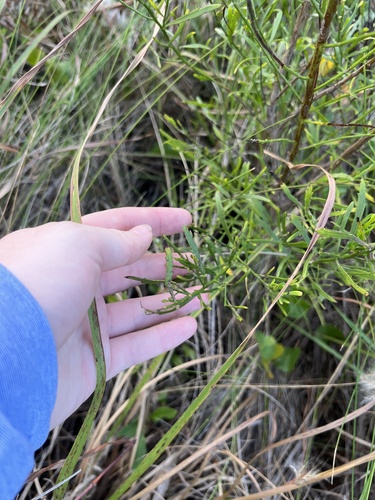 Image of Baccharis angustifolia by (c) harrier, some rights reserved (CC BY)