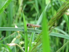 Episyrphus balteatus