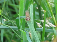 Episyrphus balteatus