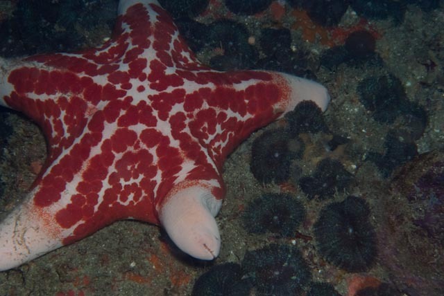 Grainy Cushion Star