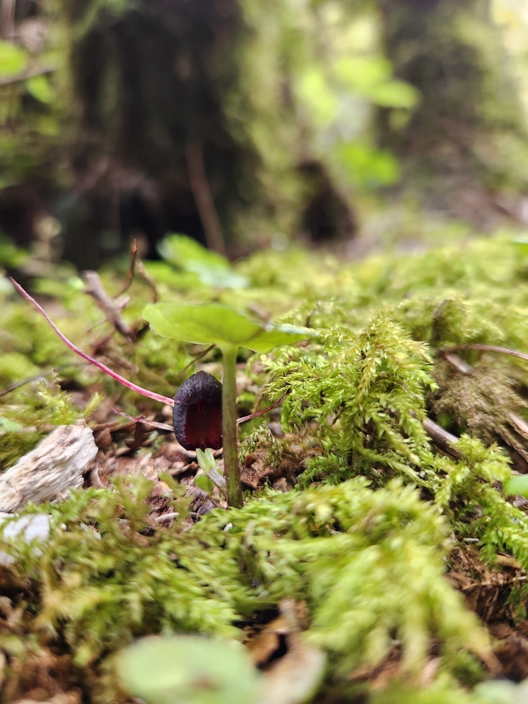 Corybas obscurus