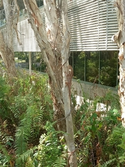 Chlamydosaurus kingii