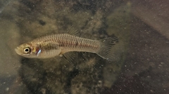 Brazilian Livebearer photo 2