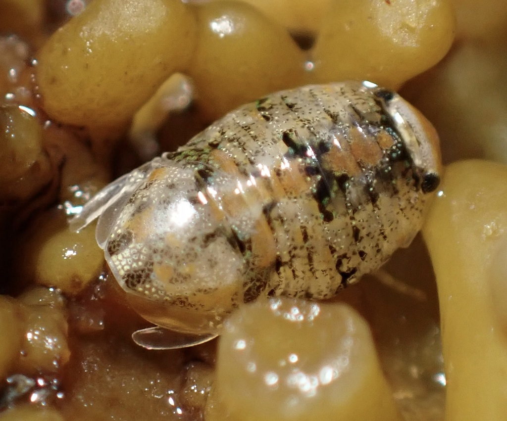 Spherical Isopods