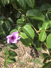 Cryptostegia