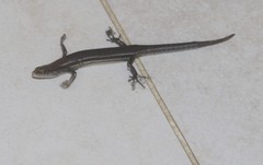 Lampropholis guichenoti