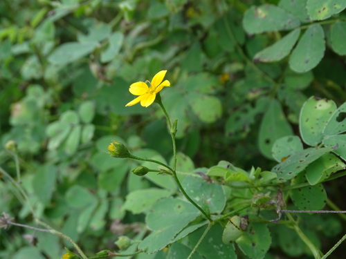 Image of Baltimora recta by (c) Alexis López Hernández, some rights reserved (CC BY)