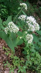 Eupatorium makinoi