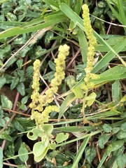 Chenopodium acuminatum virgatum