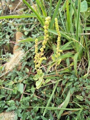 Chenopodium acuminatum virgatum