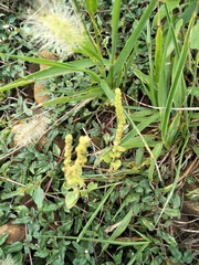 Chenopodium acuminatum virgatum