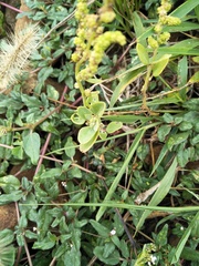 Chenopodium acuminatum virgatum