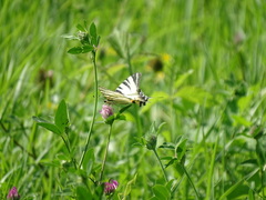 Iphiclides podalirius