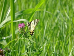 Iphiclides podalirius