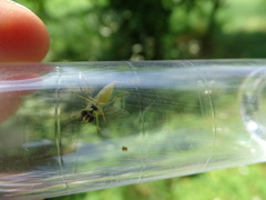 Sphaerophoria scripta