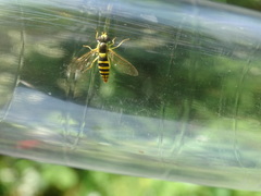 Sphaerophoria scripta