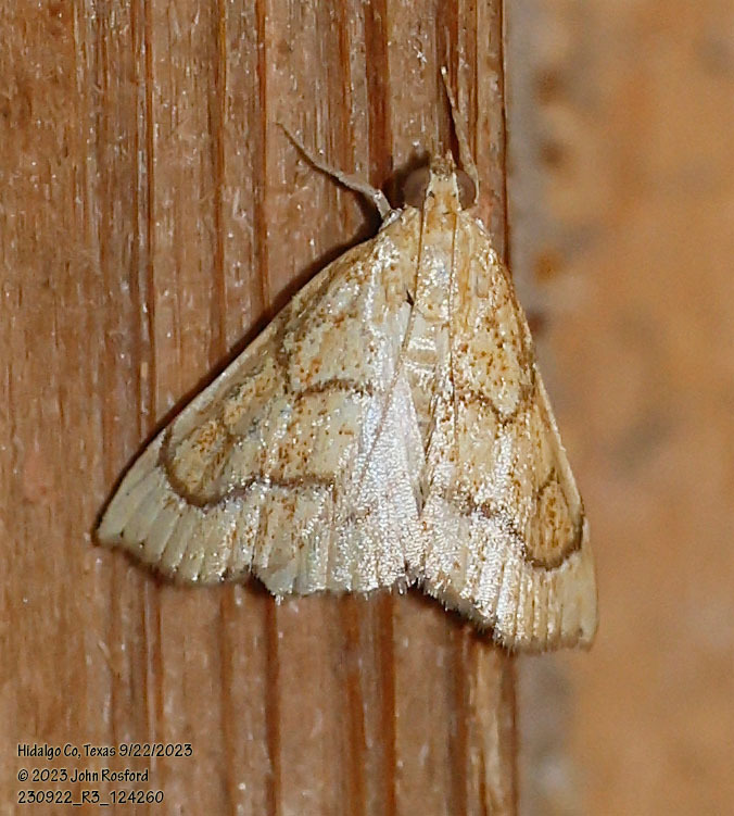 Aethiophysa dualis