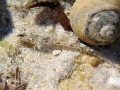 Favonigobius lateralis