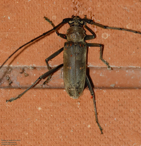 Speckle-necked Longhorn Beetle photo 5