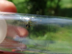 Sphaerophoria scripta