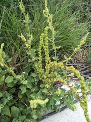 Chenopodium acuminatum virgatum