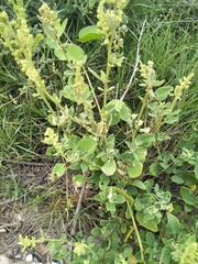 Chenopodium acuminatum virgatum